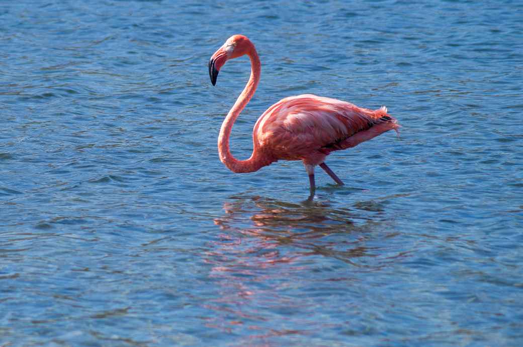 Flamingo, Goto Meer, Bonaire
